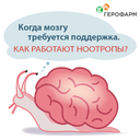 Ноотропные препараты: топ-5 для улучшения работы мозга