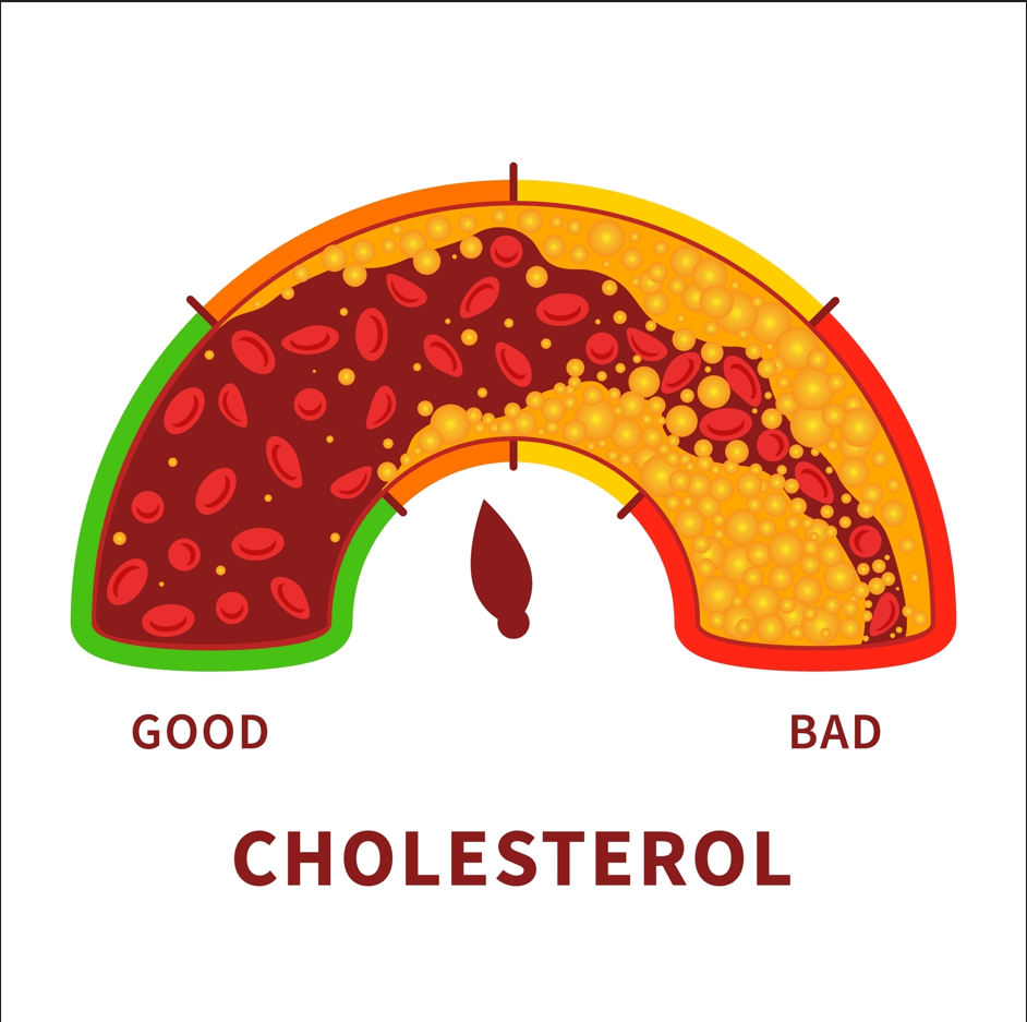 Роль холестерина в мужском организме: факты и влияние на здоровье