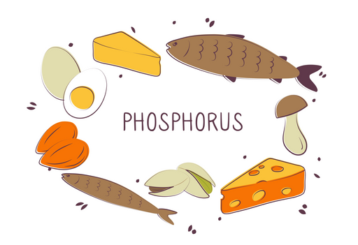 Для чего организму человека нужен фосфор?