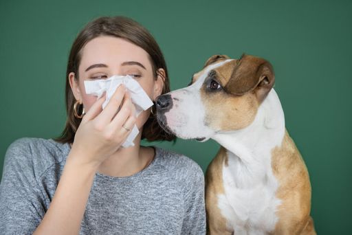 Как появляется аллергия на собак